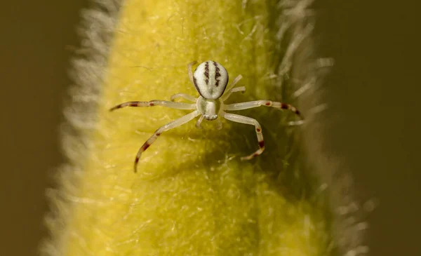White Goldenrod Flower Crab Spider Misumena Vatia Big Hairy Flower — Stock Photo, Image