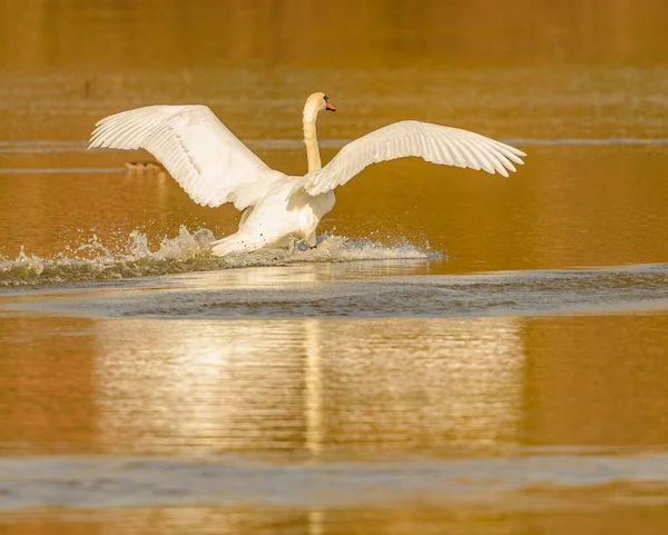 Cisne Aterrizaje Agua Con Las Alas Extendidas Salvaje —  Fotos de Stock
