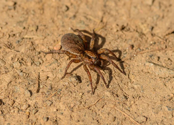 Bigger Brown Hairy Spider Big Abdomen Ground Wild — Stock Photo, Image