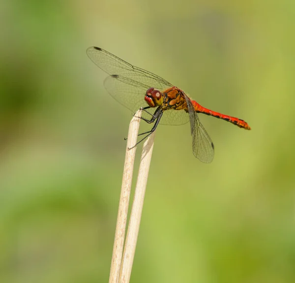 Red Dragonfly Sitting Top Dry Reed Wild — Stock Photo, Image