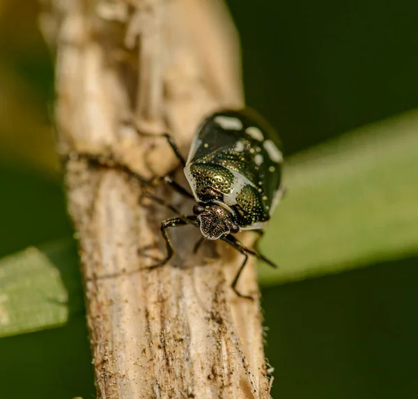 Bug Escudo Cydnidae Ouro Verde Escuro Brilhante Com Padrão Branco — Fotografia de Stock