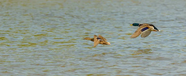 Dişi Erkek Ördekler Suyun Üzerinde Alçaktan Uçuyor — Stok fotoğraf