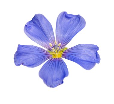 mavi keten (linum lewisii) beyaz arkaplanda kapalı çiçek
