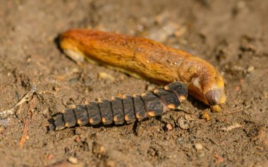Alev kurtçuğu larvaları (Lampyris noctiluca) bir sümüklü böcekle beslenir.