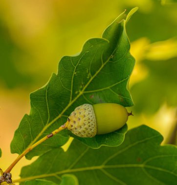 Üzerinde meşe palamudu olan meşe yaprağı.