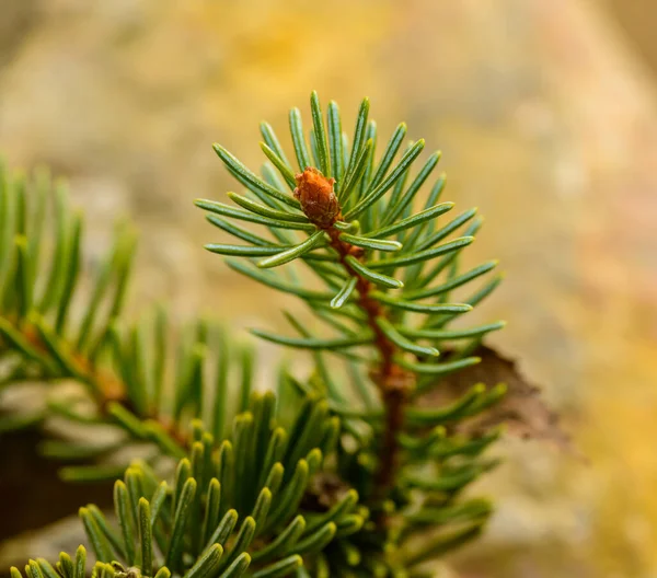 Konec Jedlové Větvičky Jehlami Detail — Stock fotografie