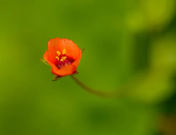 Kleine Rote Blume Mit Defokussiertem Grünen Hintergrund Detail — Stockfoto