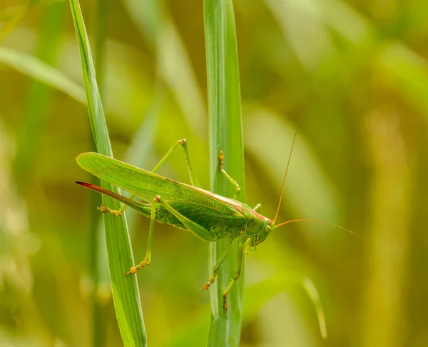 Big Green Grasshopper Female Crawling Grass Wild — Stock Photo, Image