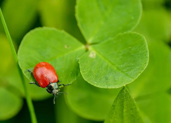 Escarabajo Rojo Arrastrándose Sobre Hoja Trébol Salvaje —  Fotos de Stock