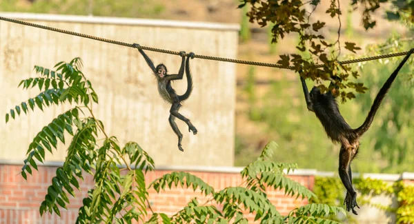 Young Spider Monkey Rope Followed Adult — Stock Photo, Image