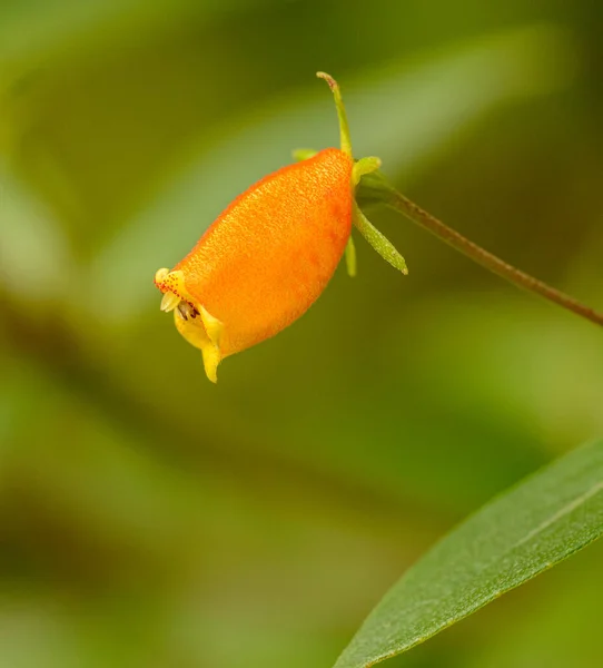 Pequena Flor Orquídea Amarela Laranja — Fotografia de Stock