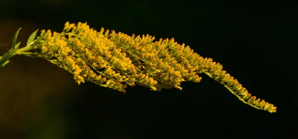 Amarelo Goldenrod Alto Gigante Goldenrod Solidago Gigantea Inflorescência Detalhe Escuro — Fotografia de Stock