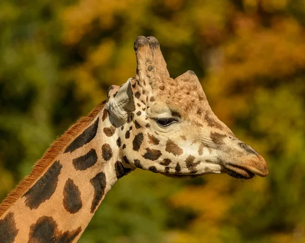 detail profile portrait of giraffe in the sun in zoo pilsen