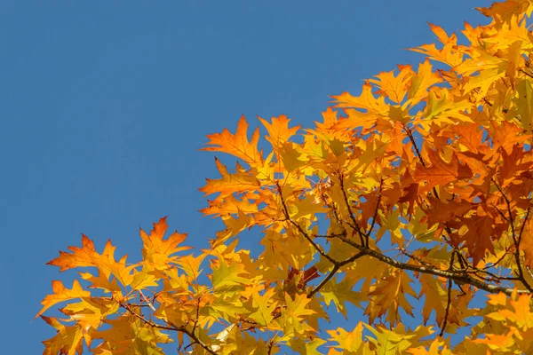 Hojas Color Otoño Roble Rojo Contra Cielo Azul Detalle —  Fotos de Stock