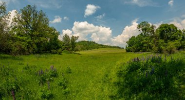 Kara manzaralı çayır, yabani mor lupin çiçekleri ağaçlar ve bulutlu gökyüzü, manzara