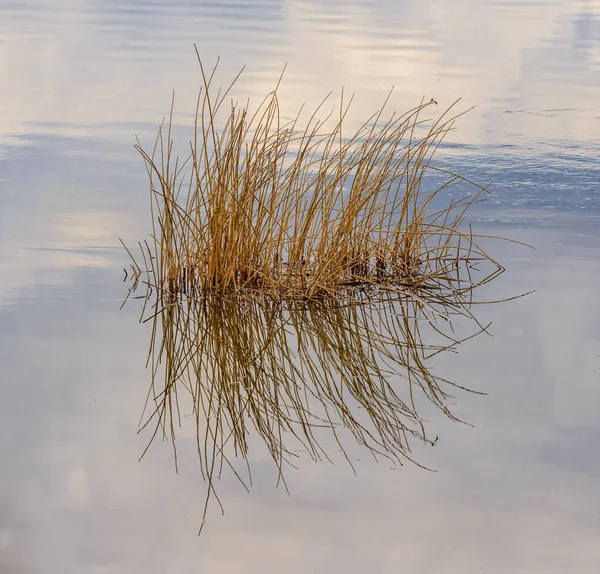 Reflets Roseau Ciel Dans Surface Eau Lac Sytno — Photo