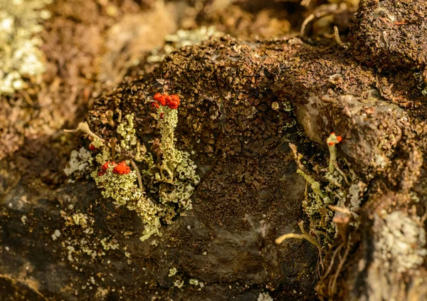 Paisagem Miniatura Rocha Com Líquen Vermelho Tops Detalhe — Fotografia de Stock