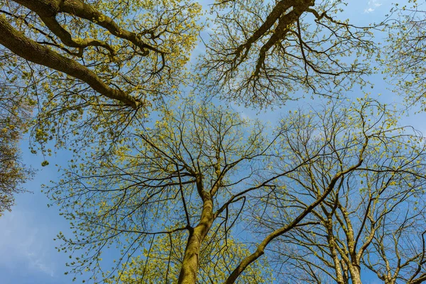 Mirando Cielo Través Las Copas Los Árboles Primavera Stribro —  Fotos de Stock