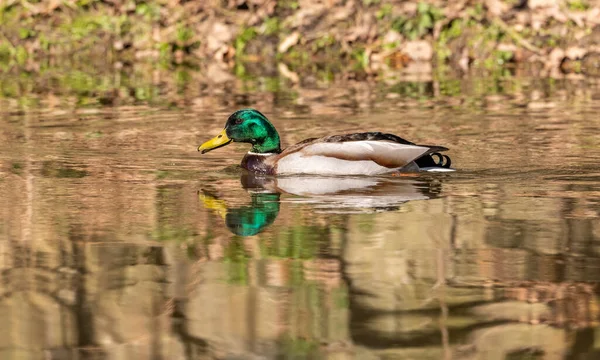 Wild Ducks Male Swimming River Animal Wild — Stock Photo, Image
