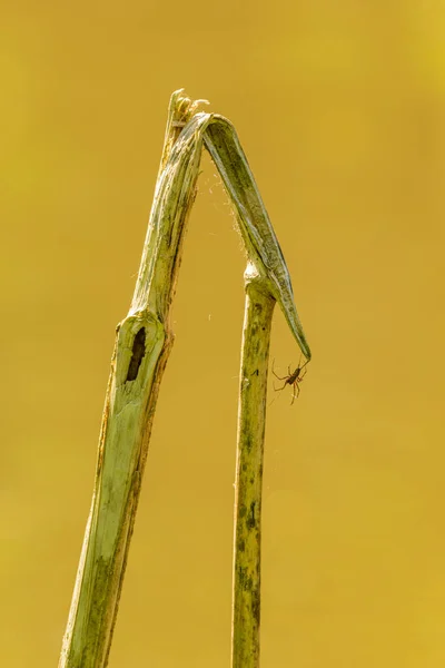Kuru Bitki Örtüsünde Sürünen Örümcek Vahşi — Stok fotoğraf