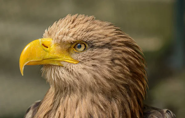 Retrato Detallado Del Águila Marina Zoológico — Foto de Stock