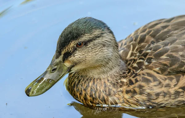 Gedetailleerd Portret Van Eendenvrouwtje Het Water Dierentuin Prague — Stockfoto