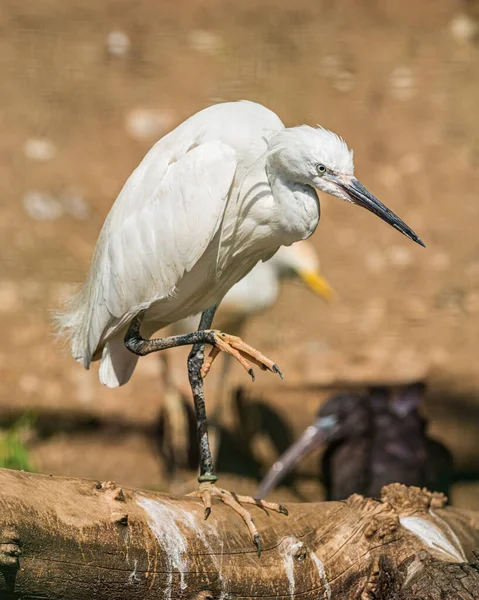 Белая Цапля Стоящая Одной Ноге Бревне Другой Воздухе Зоопарке — стоковое фото