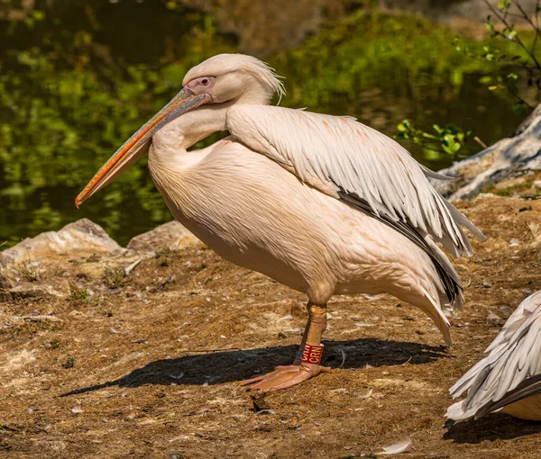 Pelicano Rosa Chão Zoológico — Fotografia de Stock