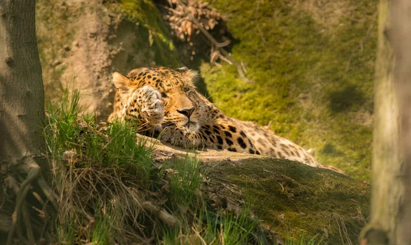 Leopardo Dormindo Uma Rocha Zoológico — Fotografia de Stock