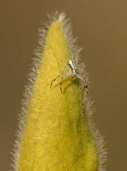 Beyaz Altın Çubuk Çiçek Yengeci Örümceği Misumena Vatia Büyük Kıllı — Stok fotoğraf