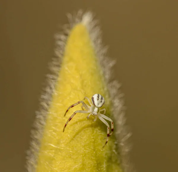 White Goldenrod Flower Crab Spider Misumena Vatia Big Hairy Flower — Stock Photo, Image