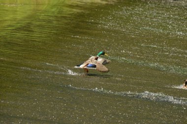 Ördek adam Weir 'a biniyor.