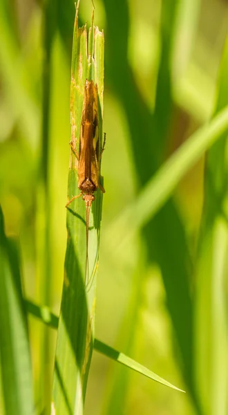 Brown Insect Hiding Grass Blade Wild — Stock Photo, Image