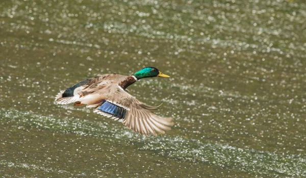 Ördek Adam Weir Üzerinde Uçuyor — Stok fotoğraf