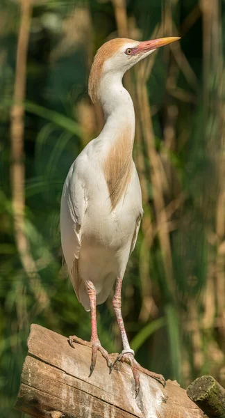 Pequena Torre Gado Branco Bubulcus Ibis Log Zoológico — Fotografia de Stock