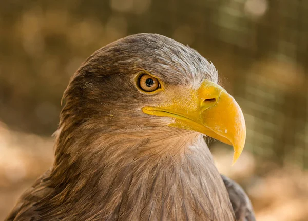Retrato Uma Águia Marrom Zoológico — Fotografia de Stock