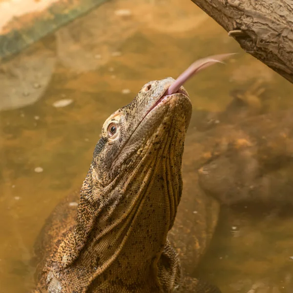 Retrato Lagarto Monitor Dragão Komodo Com Cabeça Elevada Língua Para — Fotografia de Stock