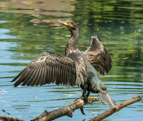 Pássaro Corvo Marinho Preto Tronco Secando Suas Asas Sol Zoológico — Fotografia de Stock