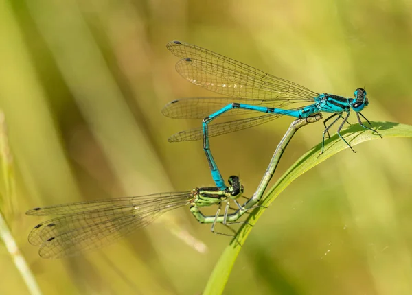 Blaue Libellen Libellen Paaren Sich Auf Gras Wild — Stockfoto