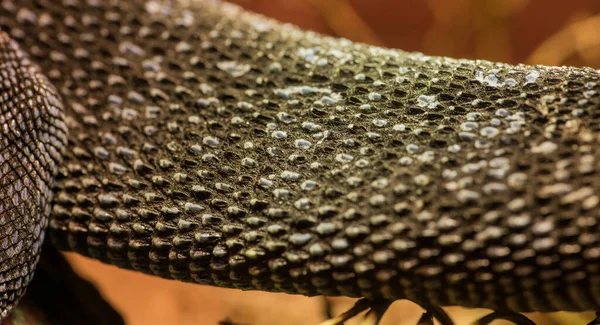 Detalhe Pele Monitor Rabo Lagarto Jardim Zoológico — Fotografia de Stock