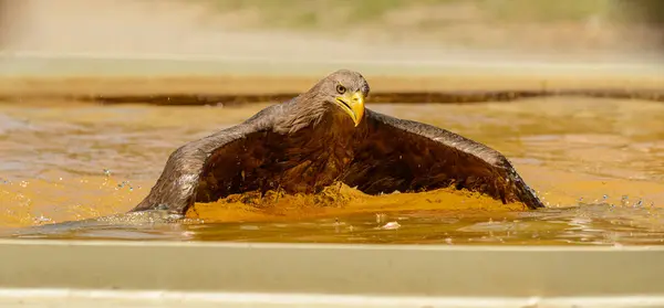 동물원의 물웅덩이에서 헤엄치고 독수리 — 스톡 사진