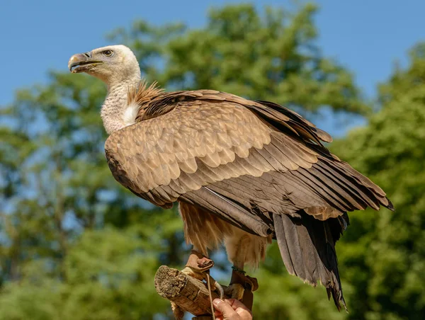 Uccello Avvoltoio Seduto Bastone Nel Sole Splende Nello Zoo — Foto Stock