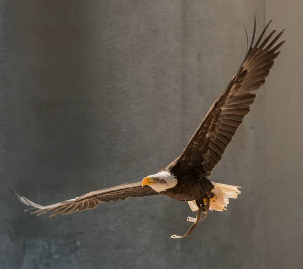 动物园里秃头的老鹰靠在墙上飞行 — 图库照片
