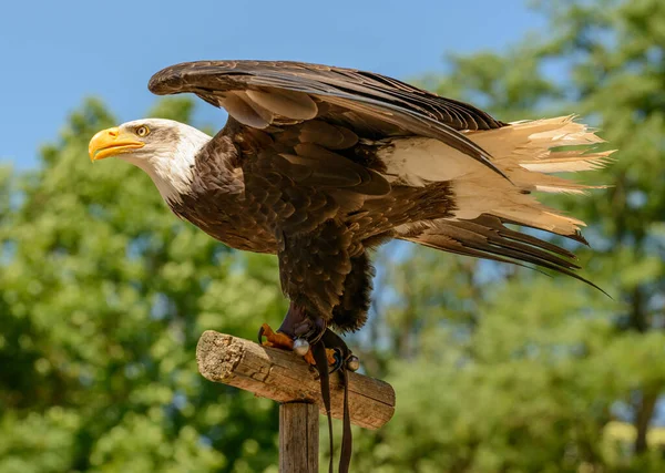动物园里 秃鹰坐在阳光下闪闪发光的手杖上 翅膀高耸 — 图库照片