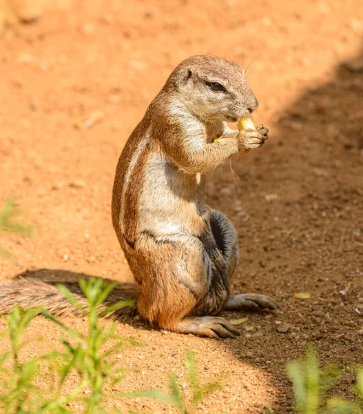 chipmunk eating some vegetable on the ground in zoo