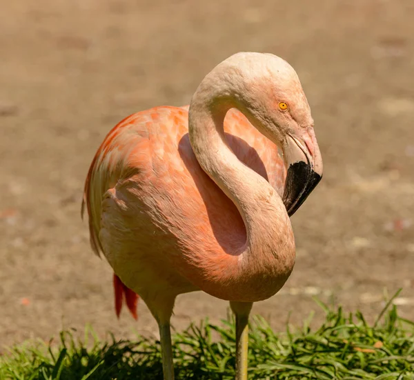 Laranja Flamingo Corpo Cabeça Detalhe Zoológico — Fotografia de Stock