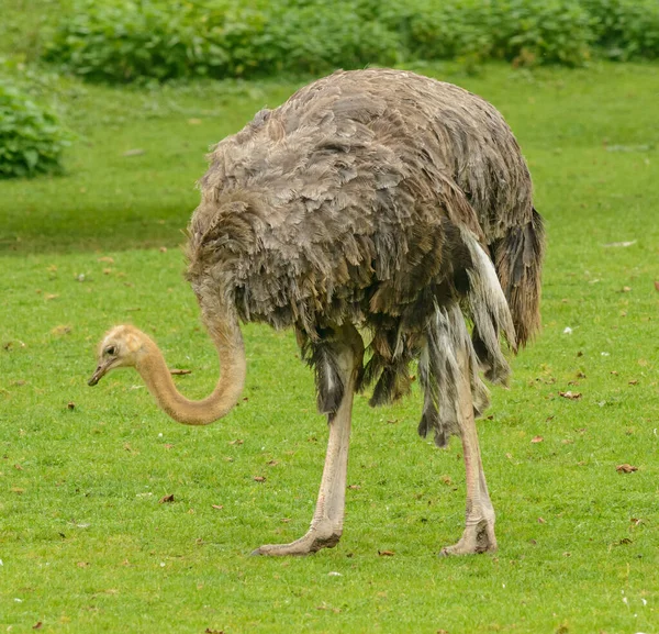 Straußenweibchen Struthio Camelus Auf Gras Zoo — Stockfoto