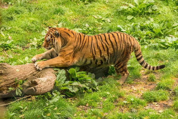 Тигр Шлифовальные Когти Бревне Зоопарк — стоковое фото
