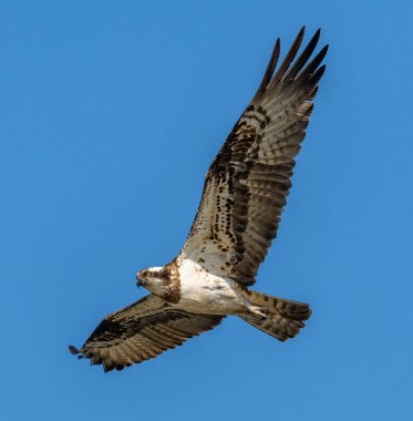 river hawk or western osprey (Pandion haliaetus) in flight, wildlife animal clipart