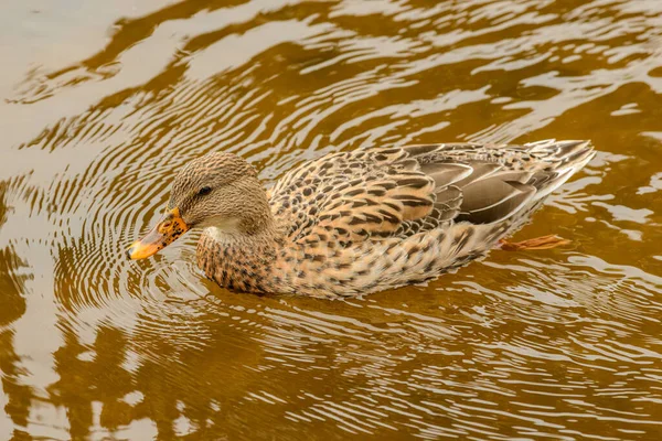Ördek Dişisi Suda Yüzüyor Vahşi — Stok fotoğraf